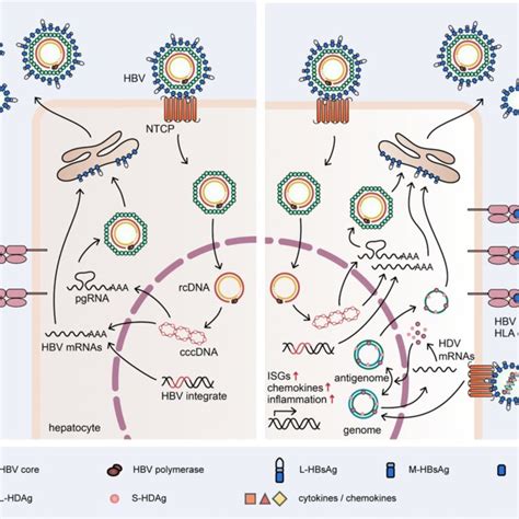 Schematic representation of the replication cycle of HBV in ...