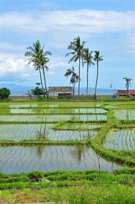 Paddy field in Bali stock image. Image of reflect, indonesia - 22572983