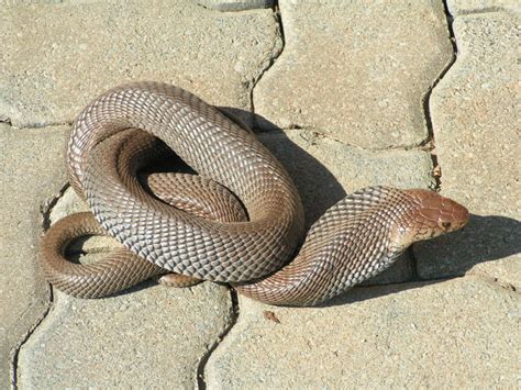 Mozambique Spitting Cobra Facts and Pictures | Reptile Fact