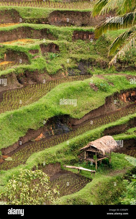 Padi Fields Bali High Resolution Stock Photography and Images - Alamy