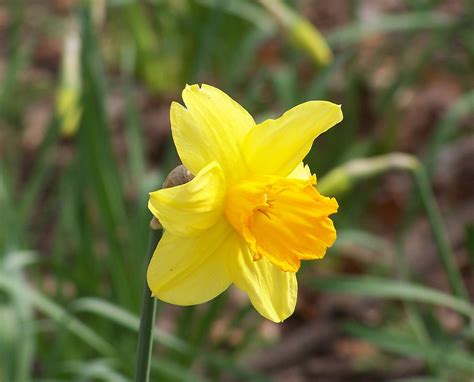 white narcissus flower narcissus flower yellow narcissus flower ...