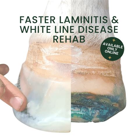 Laminitis In Horses - Non-Invasive, Supportive Treatment