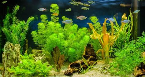 571 Best Background Aquarium Plants For FREE - MyWeb