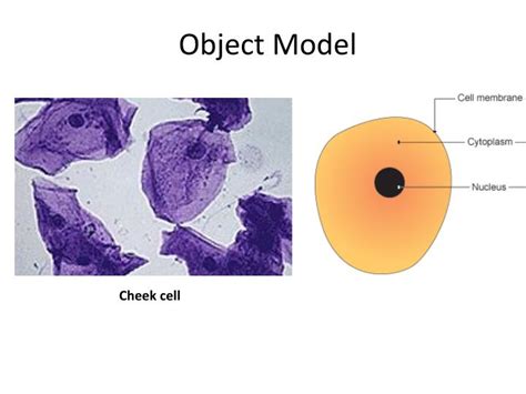 PPT - Cheek cell PowerPoint Presentation, free download - ID:3465093