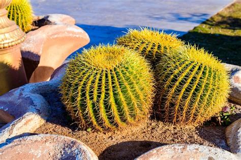 List of 10 types of cactus for your home