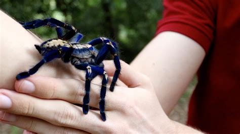 Baby Cobalt Blue Tarantula