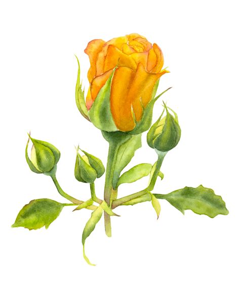 Hand drawn yellow watercolor rose. Isolated watercolor rose. 24660831 ...