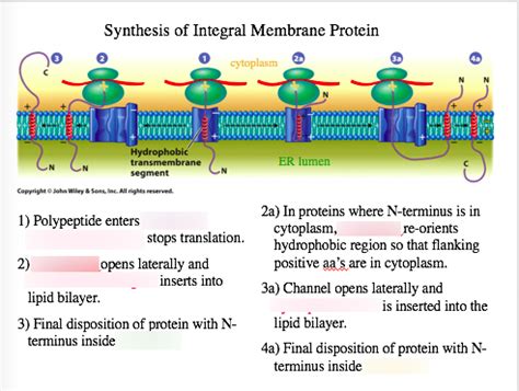 Integral Protein Diagram