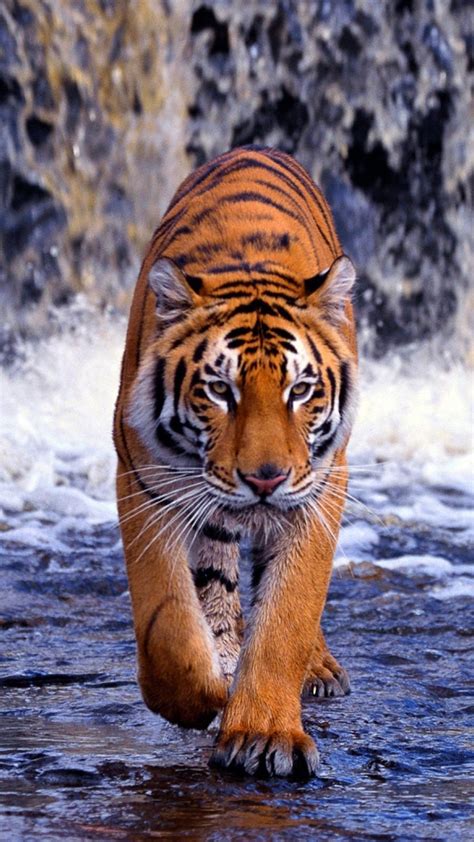 Full Hd Tiger Picture - Fin Construir