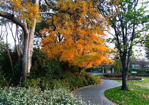 Autumn at the Dallas Arboretum, Dallas Arboretum, Fall Leaves, Fall ...