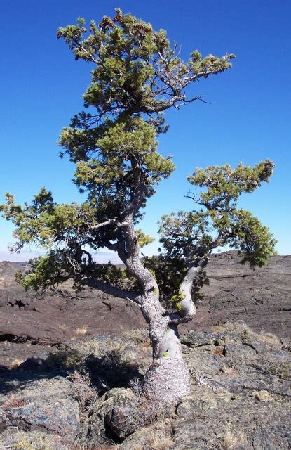 Limber Pine - Craters Of The Moon National Monument & Preserve (U.S ...