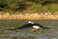 Island Camp Baringo - Wildlife at Lake Baringo