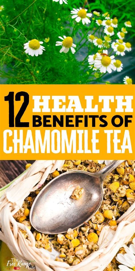 12 Amazing Chamomile Tea Benefits for Your Health in 2023 | Chamomile ...