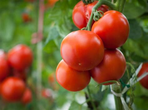 What are the Different Tomato Plant Diseases? (with pictures)