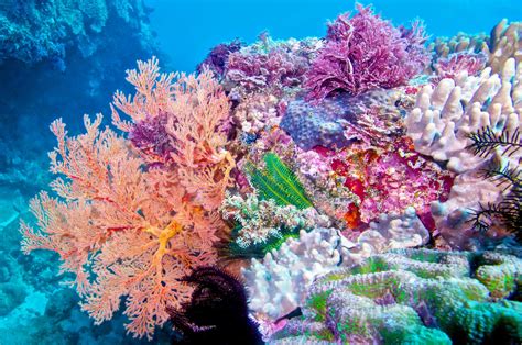 Corals get a boost from other coral species in underwater gardens ...