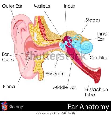 1,776 Ear Diagram Images, Stock Photos & Vectors | Shutterstock