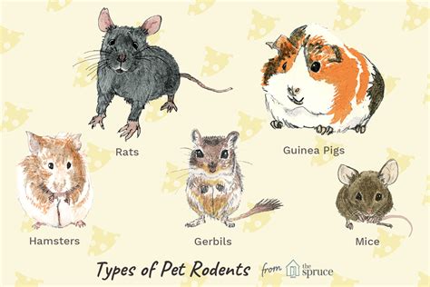 10 Best Small Rodents to Keep as Pets