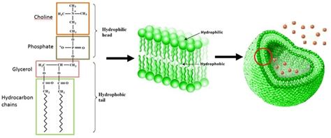 Lipid bilayer structure. A, Molecular composition of phospholipid and ...