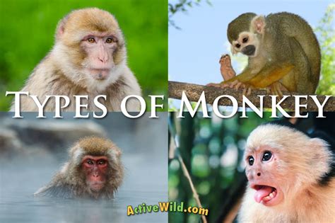 Weird Types Of Monkeys - Infoupdate.org