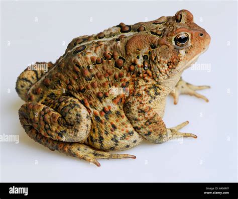 Right side view of ugly American Toad Bufo americanus on white ...