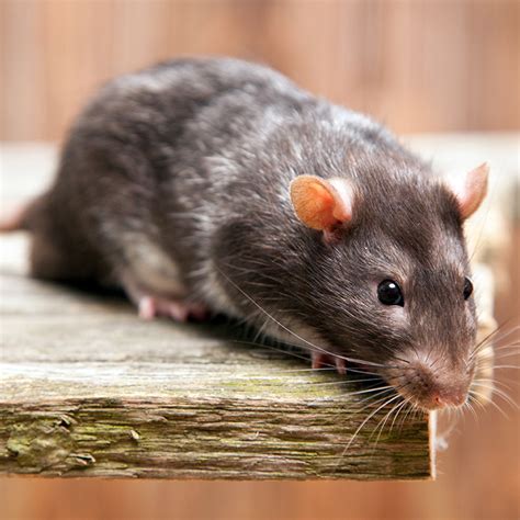 Rodent Identification Guide | Covenant Pest Control