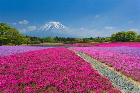 Fuji Shibazakura 2018 in Japan - Dates & Map