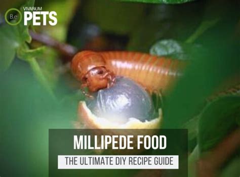 Desmoxytes Planata "Pink Dragon Millipede" Care Guide