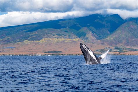 The Best Beaches in Lahaina: A Guide to Your Perfect Hawaiian Vacation