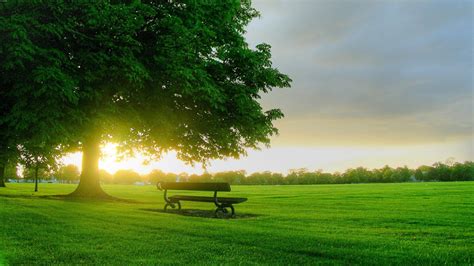 Nature HD Wallpaper: Park Bench Under Large Tree at Sunset