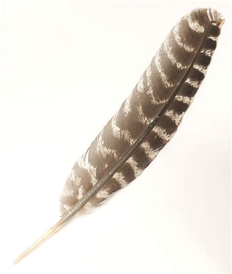 Natural Turkey Feather for Instrument Bore Oil Application