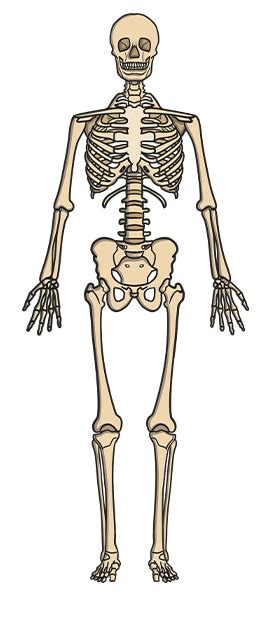 Where is the Smallest Bone in the Body? - Skeleton Science