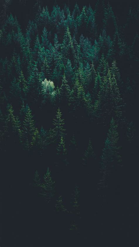 Dark Green Forest Wallpapers - Wallpaper Cave