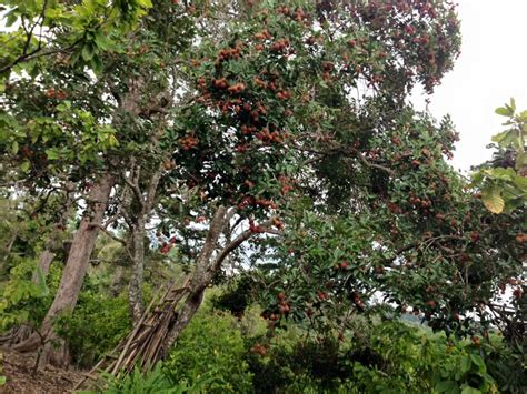 Gambar Pohon Rambutan Berbuah – analisis