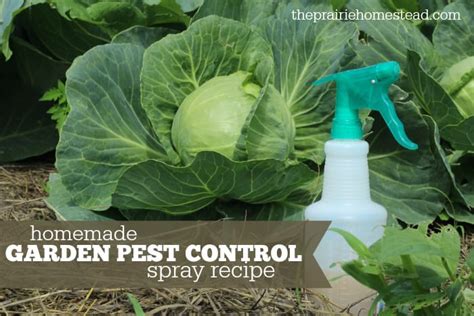 Organic Pest Control Spray for Gardens