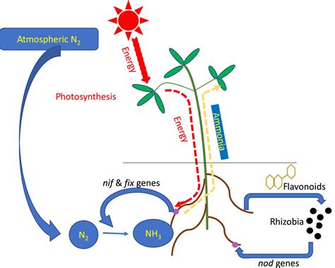 Nitrogen Metabolism: Nitrogen Cycle Daigram, Biological Fixation ...