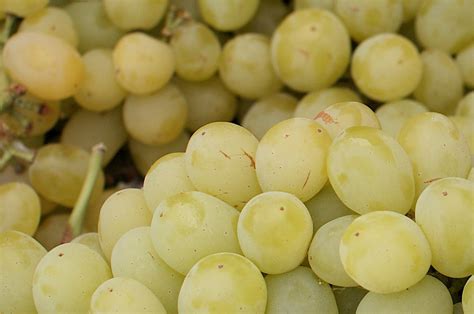 11 Popular Grape Varieties