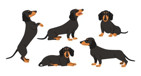 Adorable Dachshund Png Transparent Images Free Download Vector Files