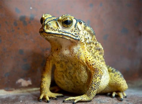 1,937 Toad Ugly Photos - Free & Royalty-Free Stock Photos from Dreamstime