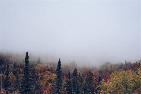 "Foggy Autumn Forest" by Stocksy Contributor "Reese Lassman" - Stocksy