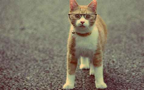 [100+] Funny Cat Wallpapers | Wallpapers.com