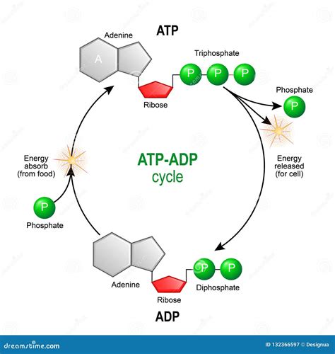 Simple Diagram Of Atp