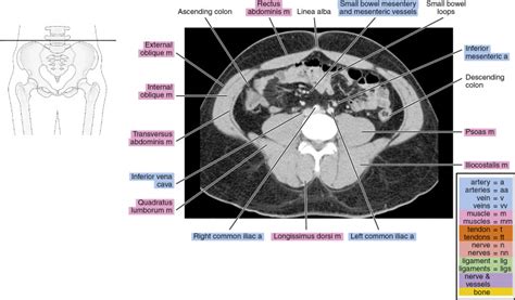 Ct Anatomy Pelvis Muscles : Pelvis Oncohema Key, Ischial tuberosity ...