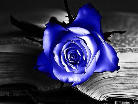 wallpaper: Blue Rose Wallpapers