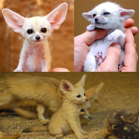 Beautiful Fennec Fox - Save Our Green