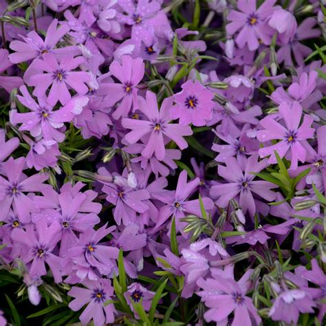 Phlox subulata 'Purple Beauty' | White Flower Farm