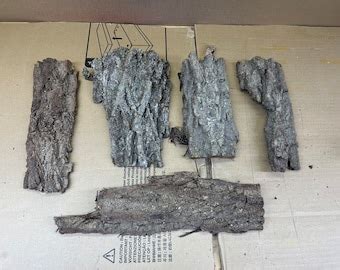 Black Walnut Tree Bark 20 Pieces. - Etsy