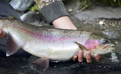 "Meat-Eating Trout" | MidCurrent