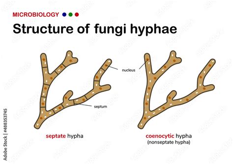 microbiology illustration show different structure of fungi hypha ...