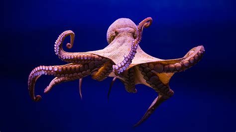 Octopus 1080P, 2K, 4K, 5K HD wallpapers free download | Wallpaper Flare