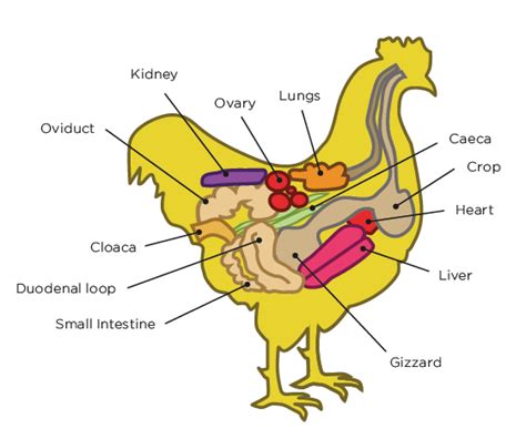 Laying Hen Anatomy